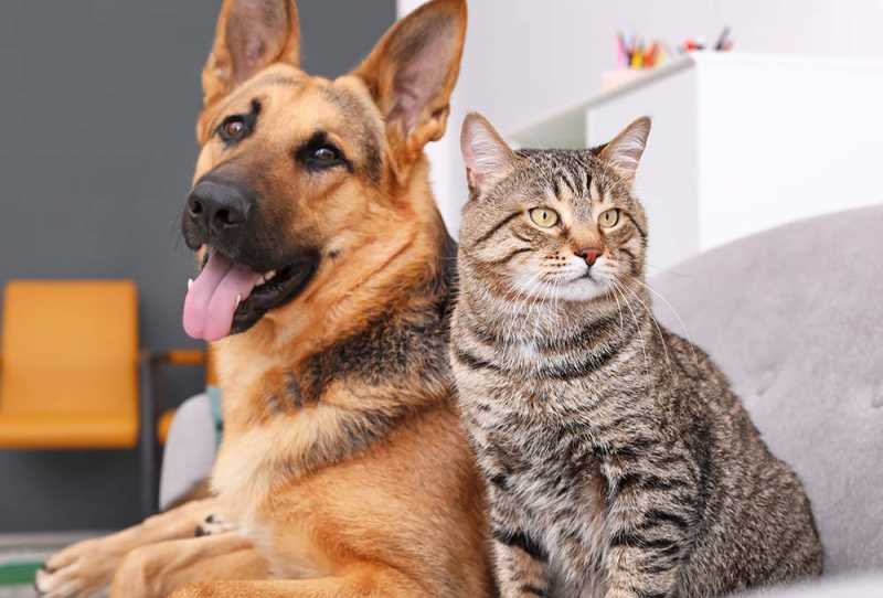 Can-cats-and-dogs-get-coronavirus_resized