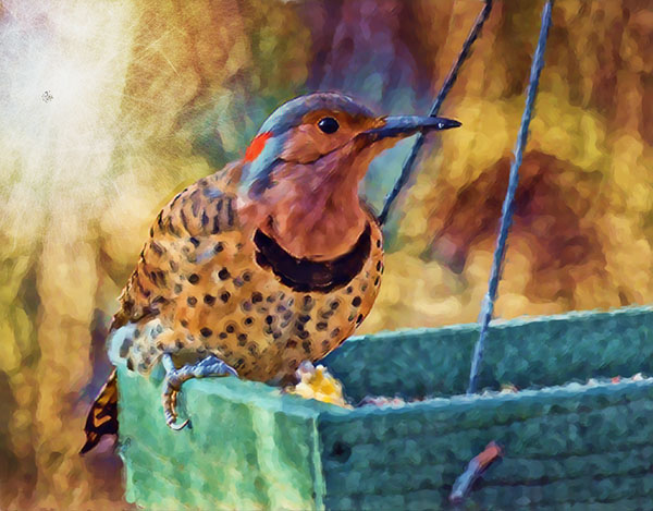 Birding as a Spiritual Practice (Starnes Room)